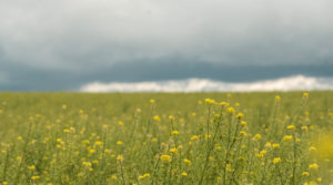 banner-image
